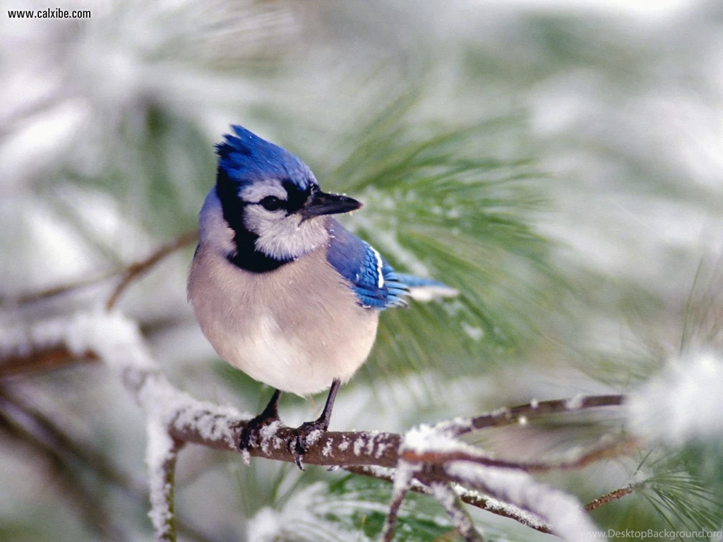 Animals: Blue Jay, Desktop Wallpapers Nr. 14224