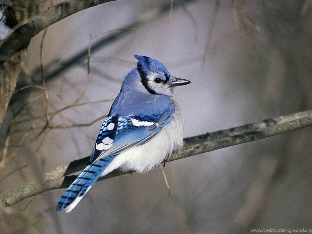 Blue Jay Wallpapers 6