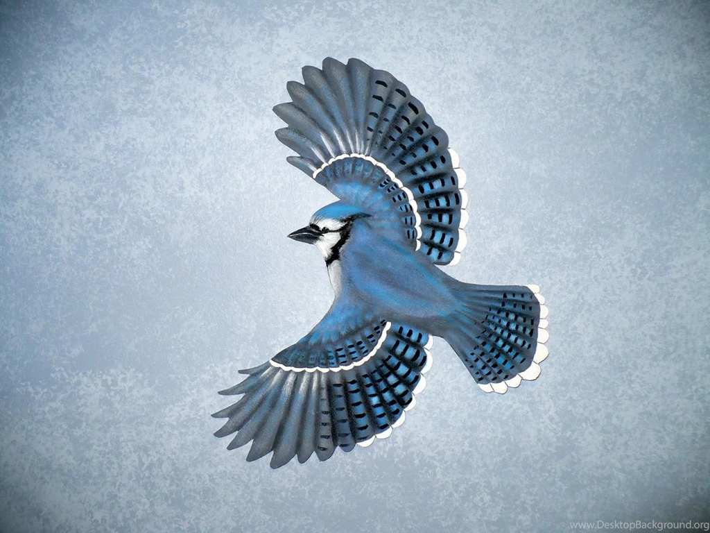 Free Cool Wallpapers: Blue Jay Wallpapers