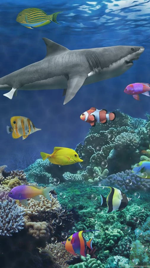 Shark Aquarium Live Wallpapers   Android Apps On Google Play
