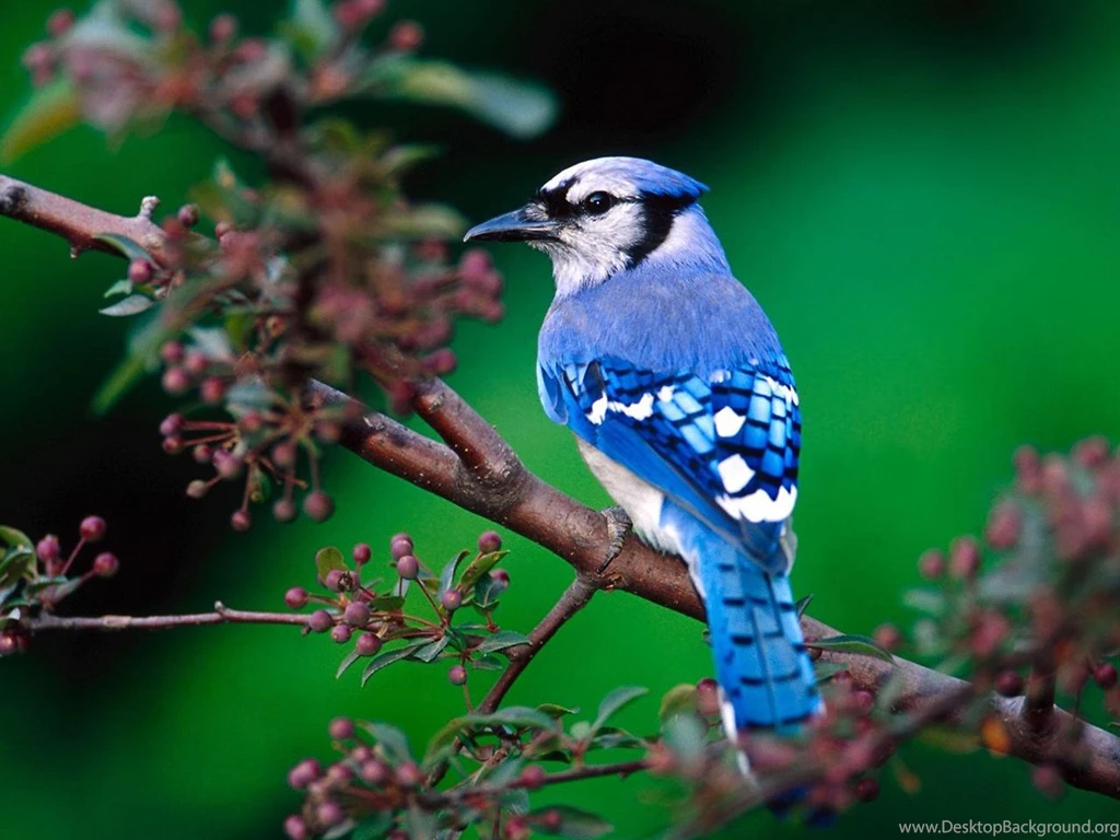 Blue Jay Bird PC Wallpapers Hd Wallpaper. Blue The Bird. 1280x960px ...