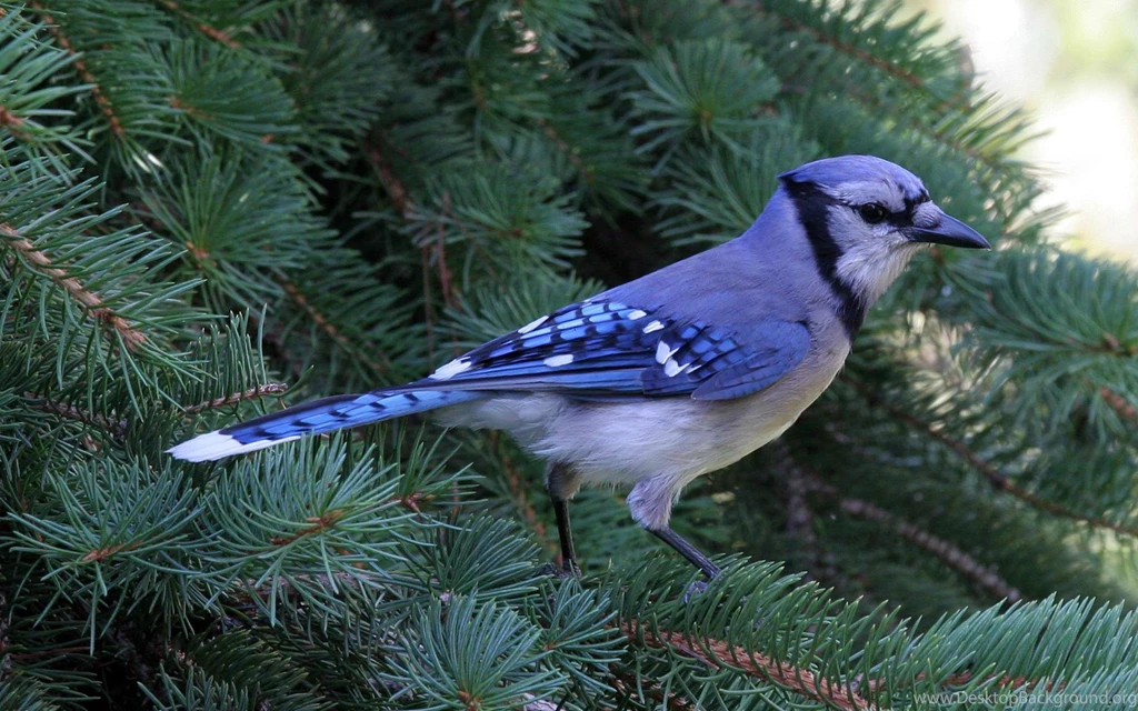Blue Jay (