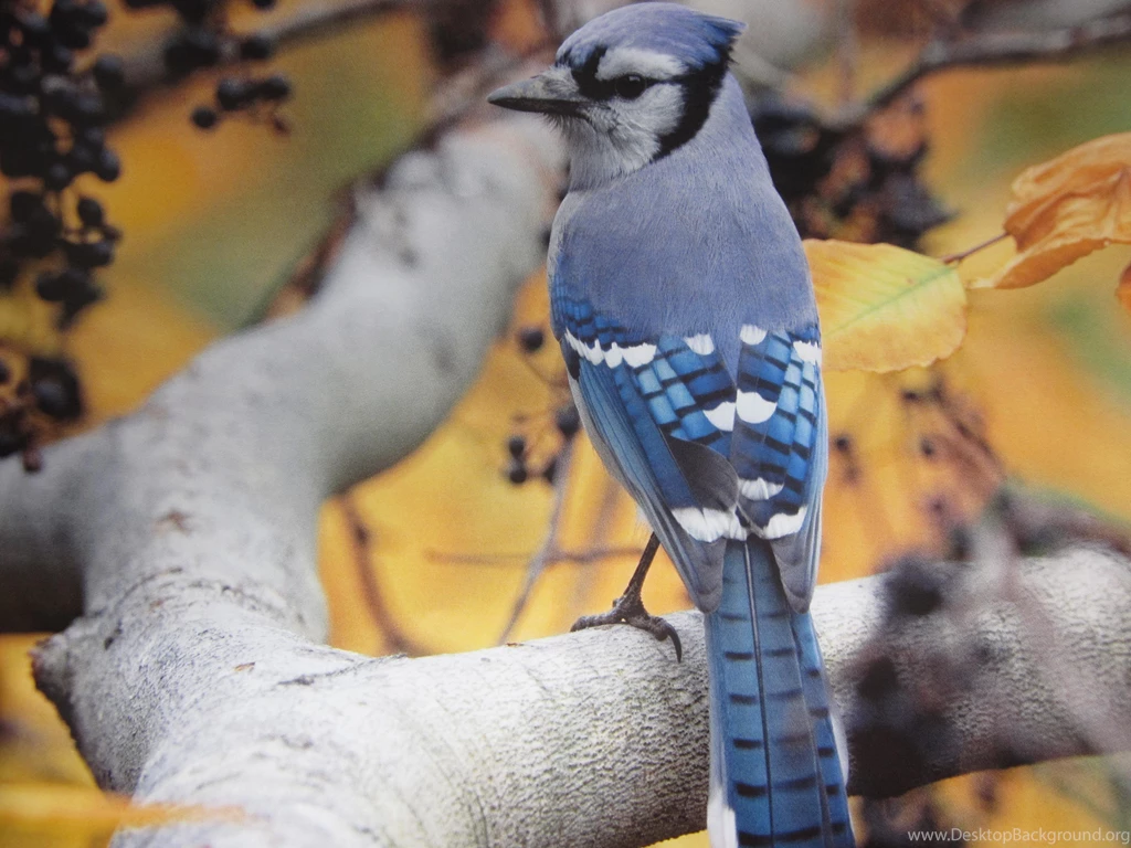Blue Jay Bird Photo Wallpaper,blue HD Wallpaper,bird HD Wallpapers ...