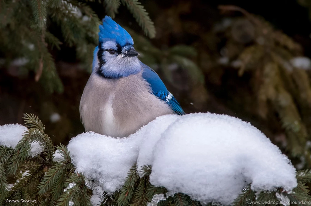 7 Blue Jay HD Wallpapers