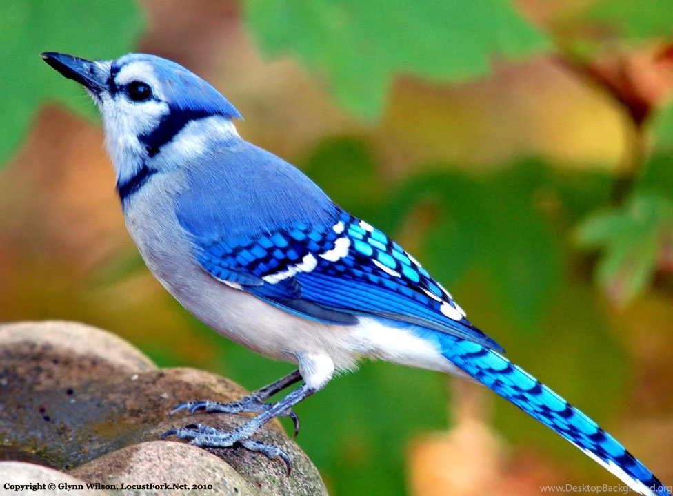 Bird Inspiration On Pinterest