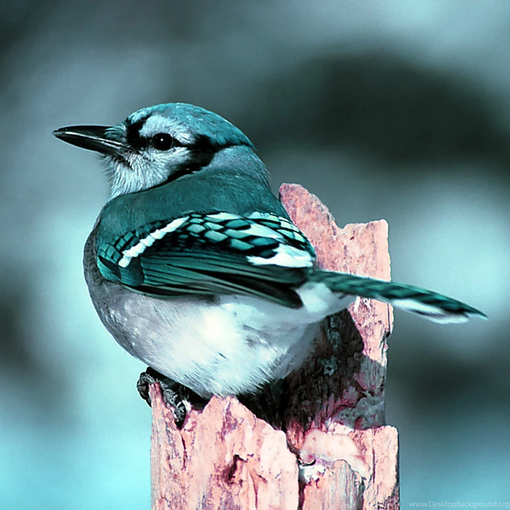 HD Blue Jay Bird Nature Wallpapers
