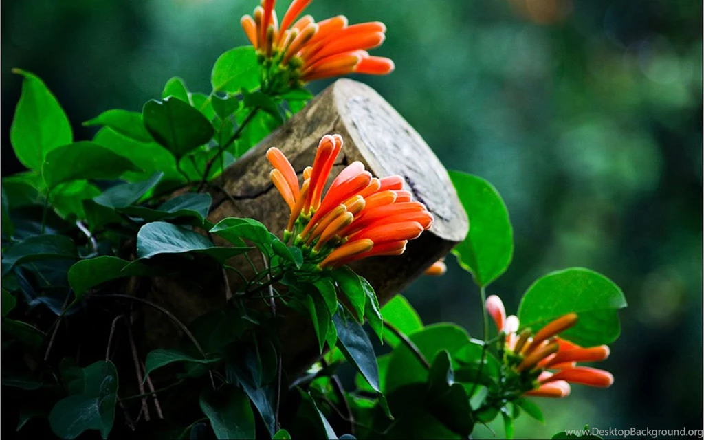 Firecracker Flower HD Wallpapers 7 - Flower Wallpapers Free ...