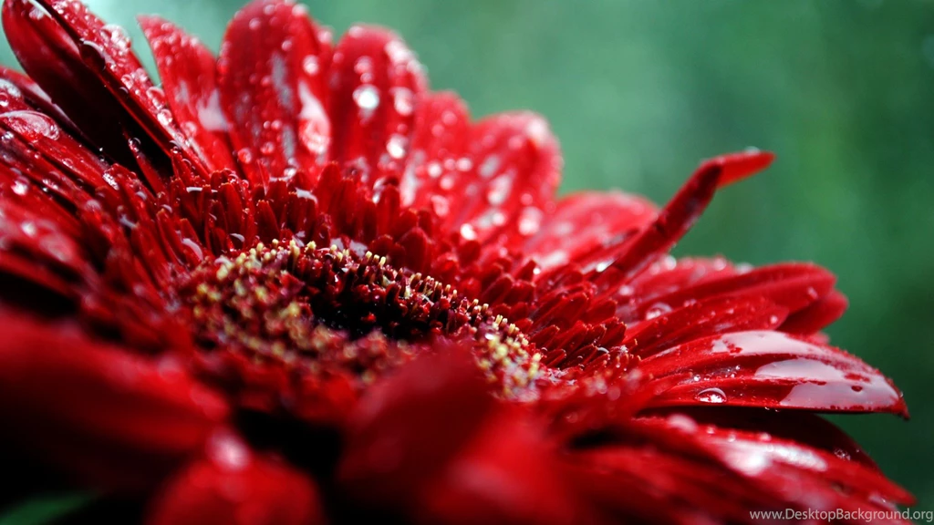 Flower Tumblr Wallpapers By Josh McGrotty On FL