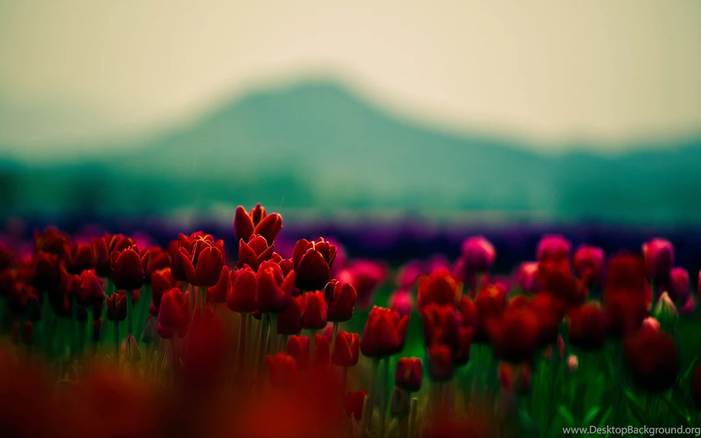 897680 Stunning Red Flowers Wallpapers