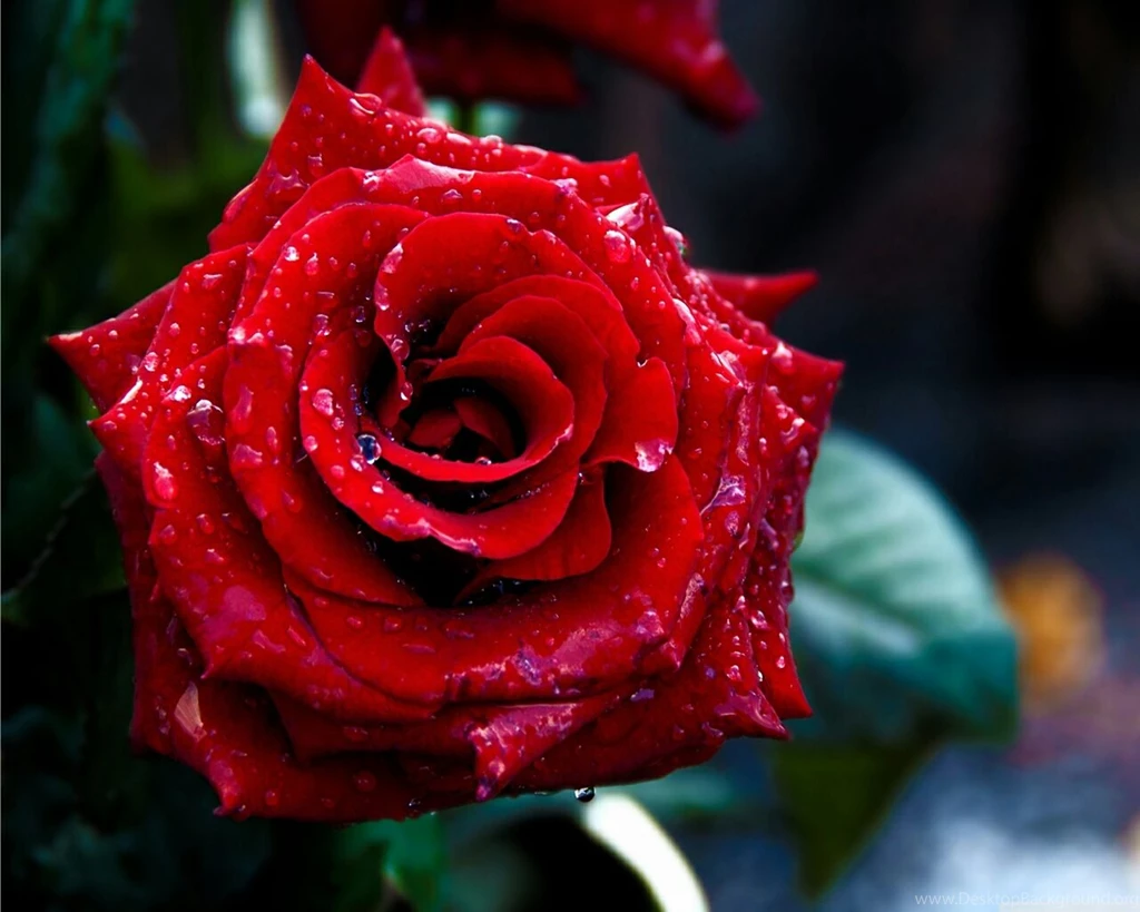 Moons Flower: Red Flower Wallpapers