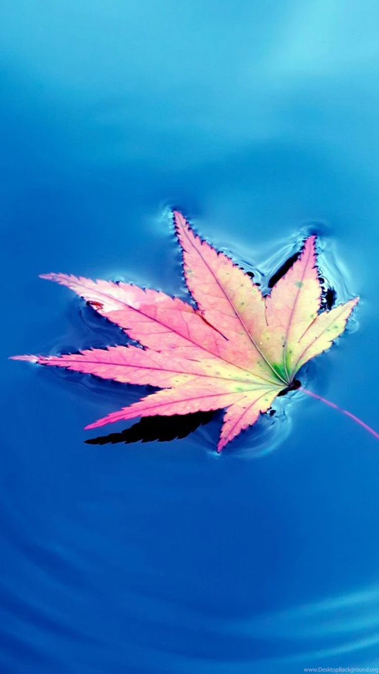 Nature iPhone 6 Wallpapers HD Part 2