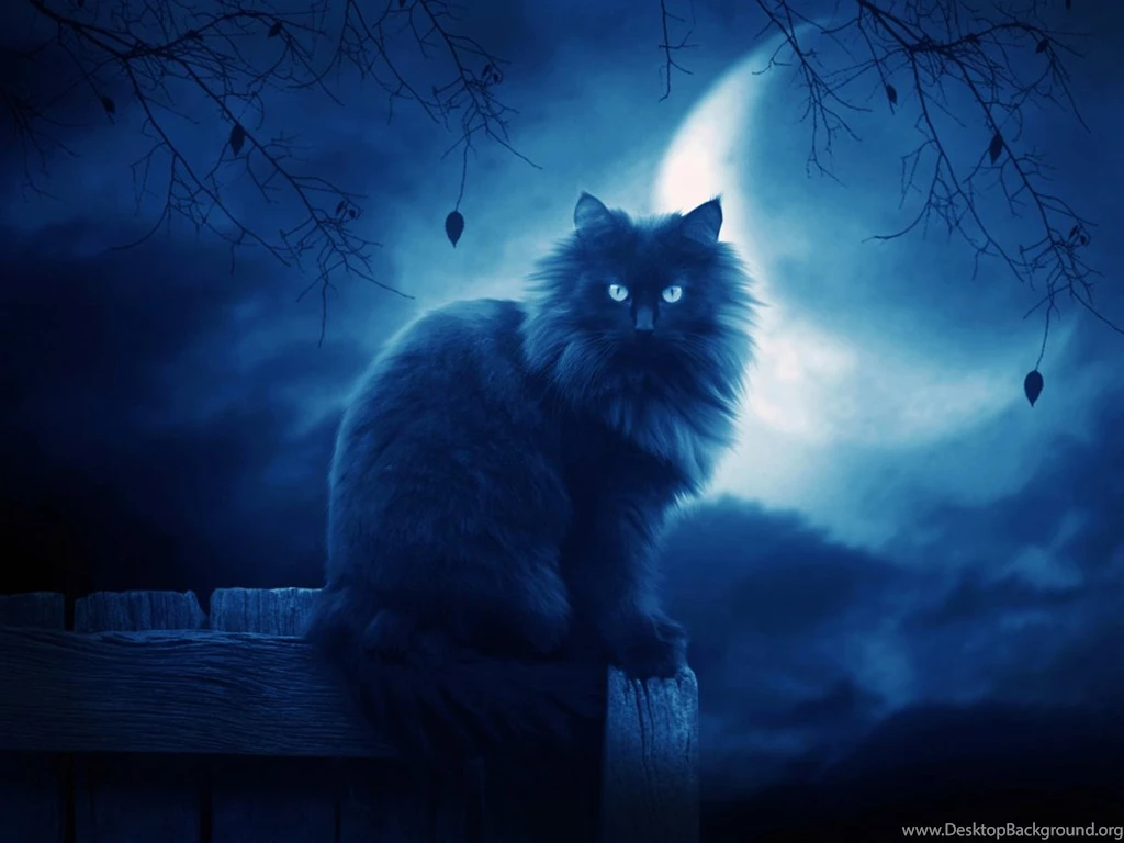 Black Cat Wallpapers