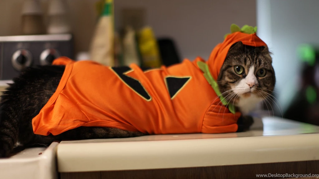 Cats: Kitty Costume Halloween Kittens Cats Wonderful Great Cute ...