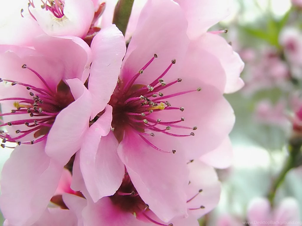 Spring Flowers Wallpapers