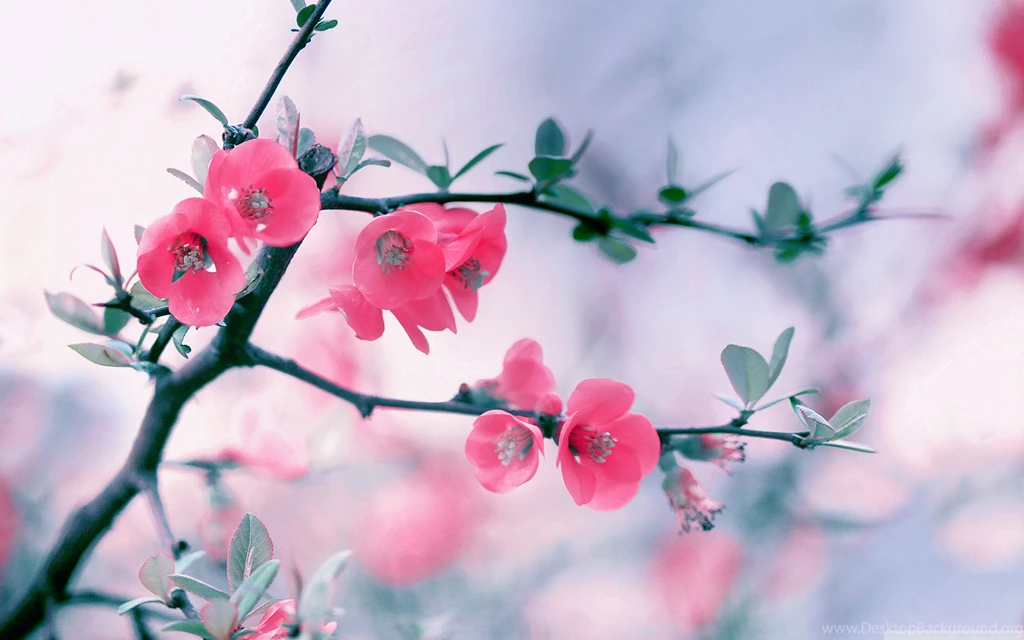 Spring Flowers Wallpapers Widescreen