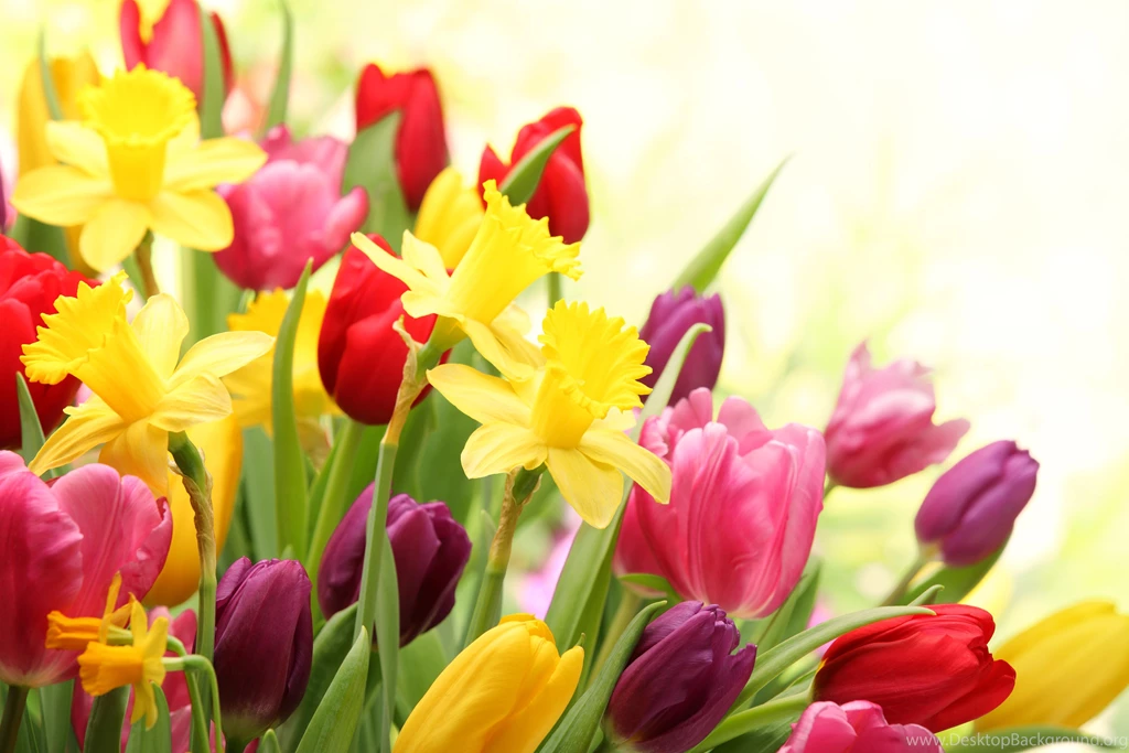 SPRING FLOWERS WALLPAPER (