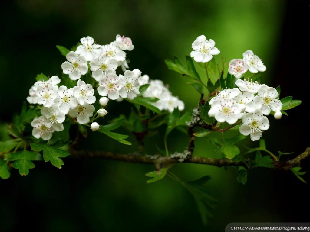 Spring Flowers Wallpapers Crazy Frankenstein