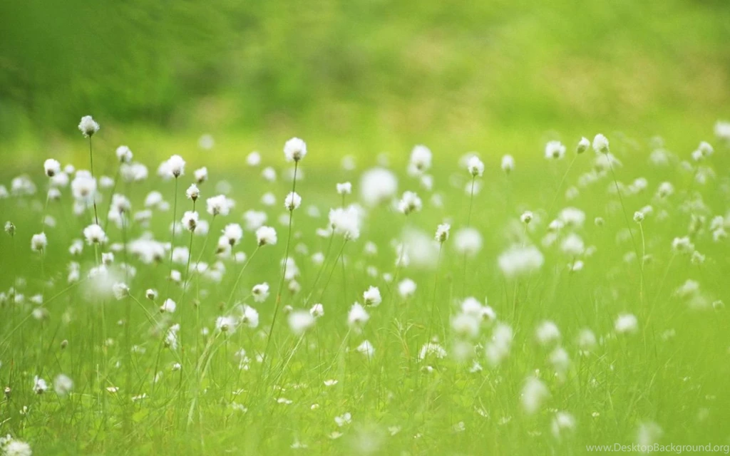 Spring Flowers Wallpapers 14, HD Wallpapers Downloads
