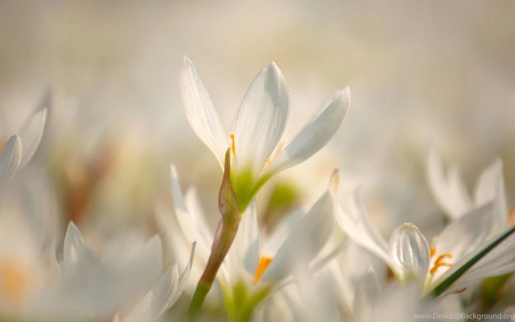 Images Of Spring Flowers And Wallpapers Download