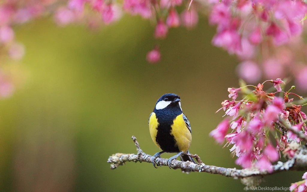 Spring Flowers Wallpapers