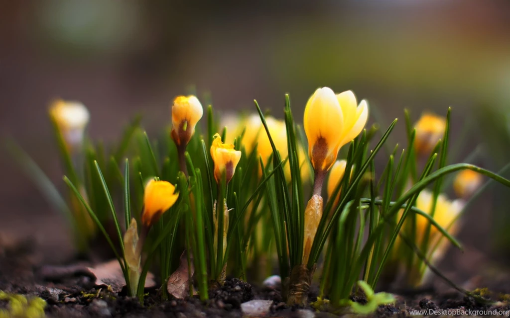 Spring Flowers Images Wallpapers