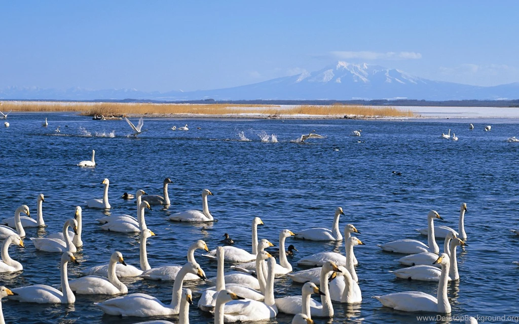 Widescreen LCD Display ] 1440*900 Winter Snow Photos   Snow Scenes ...