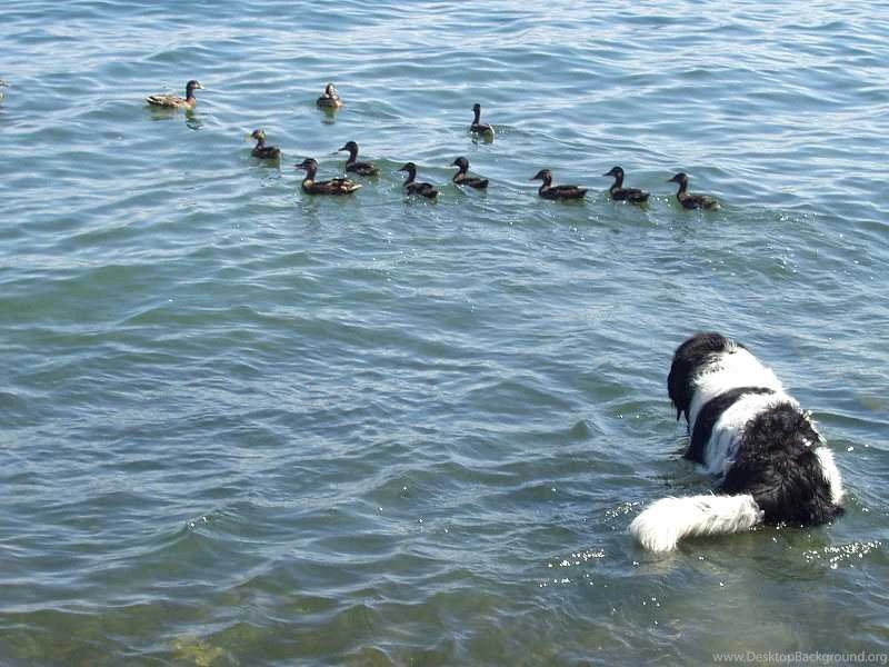 Water   Free Photographic Computer Wallpaper.