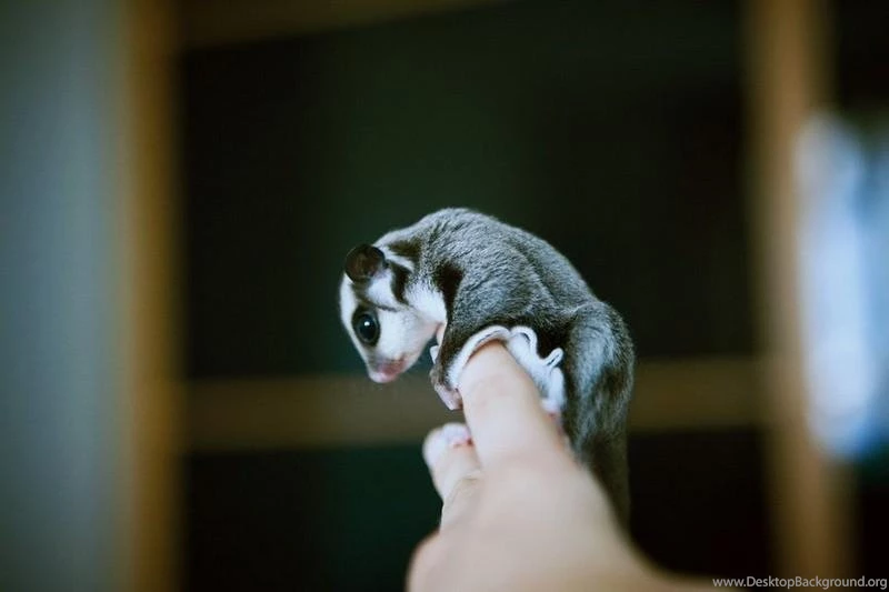Sugar Glider HD Wallpapers   Android Apps On Google Play