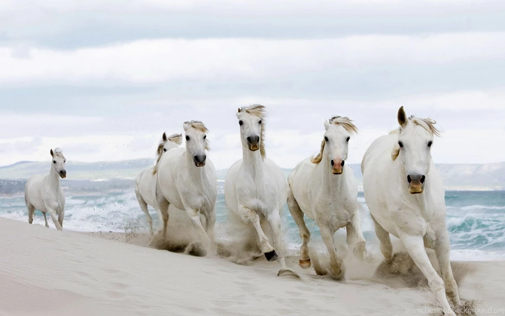 Download Wallpapers 2560x1600 Horses, Running, Sand, Herd 2560x1600 ...