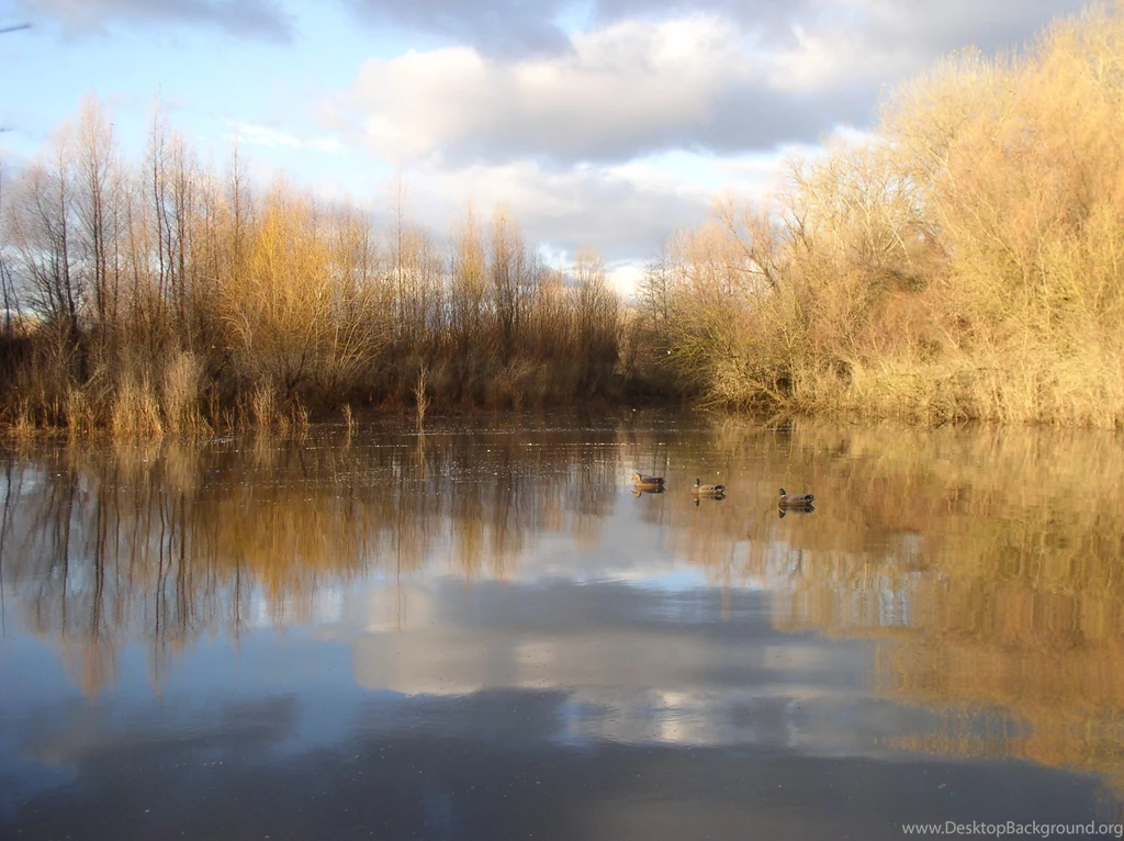 Duck Hunting Backgrounds BWSn 27223 Hd Pictures