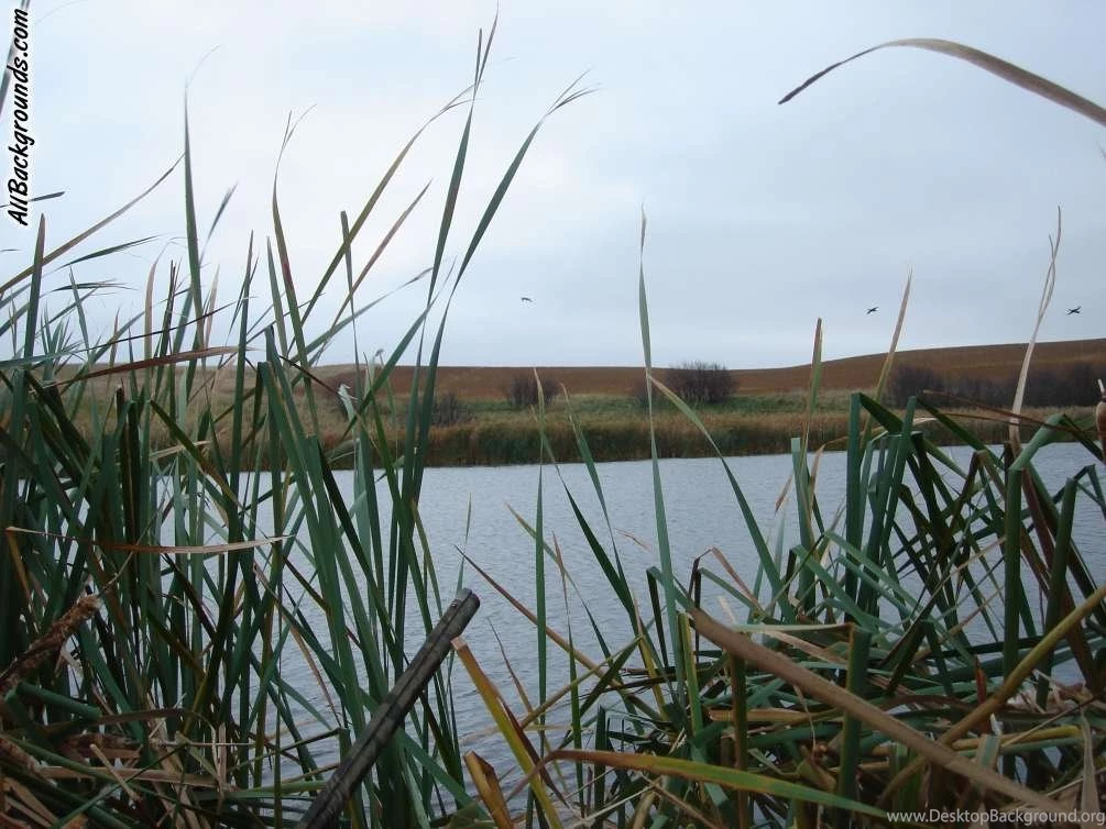 Duck Hunting Backgrounds Twitter & Myspace Backgrounds