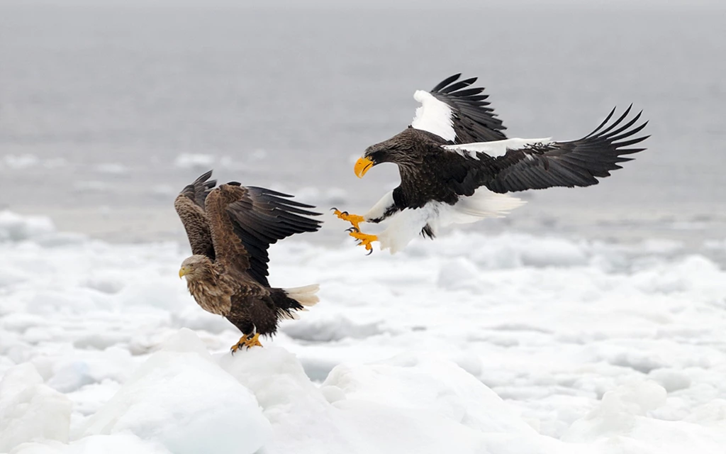 Ultra HD 4K Hunting Wallpapers HD, Desktop Backgrounds 3840x2400