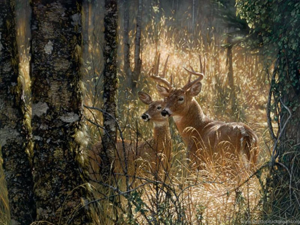 High Definition Photo And Wallpapers: High Definition Deer ...
