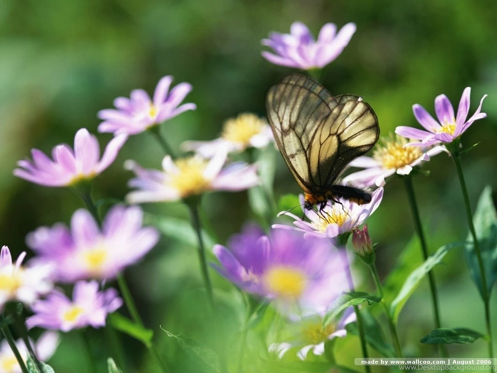Butterfly Wallpapers Butterflies Wallpapers (7451002) Fanpop