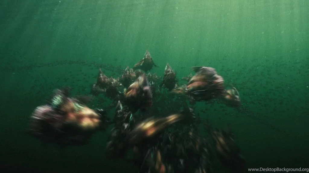 Piranha Killer HD Wallpapers