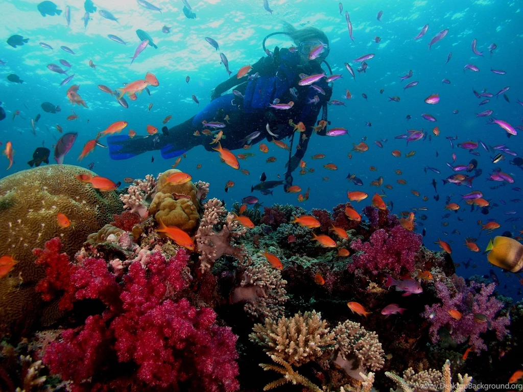 Free Scuba Diving Wallpapers Wallpapers Cave