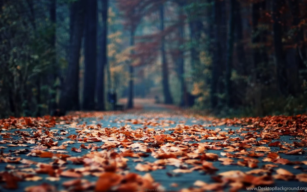 Autumn Photography Awesome Wallpapers Gallery
