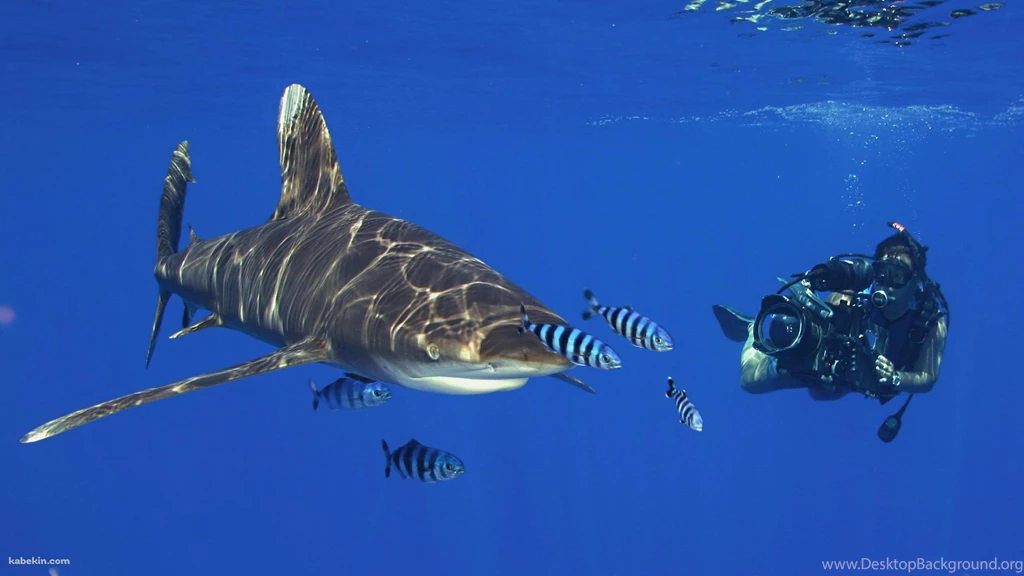 Scuba Diving Diver Ocean Sea Underwater Shark 3794x2550 2560 X ...
