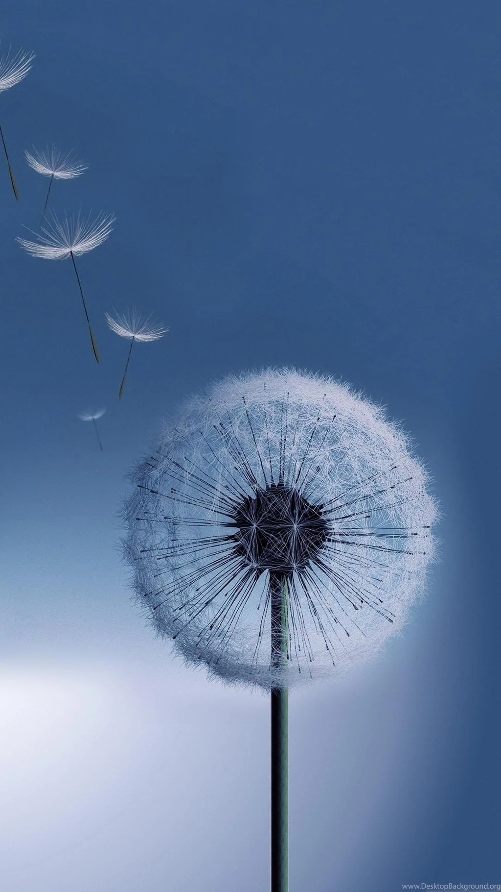 Dandelion 1080x1920 Free Windows Phone Wallpapers