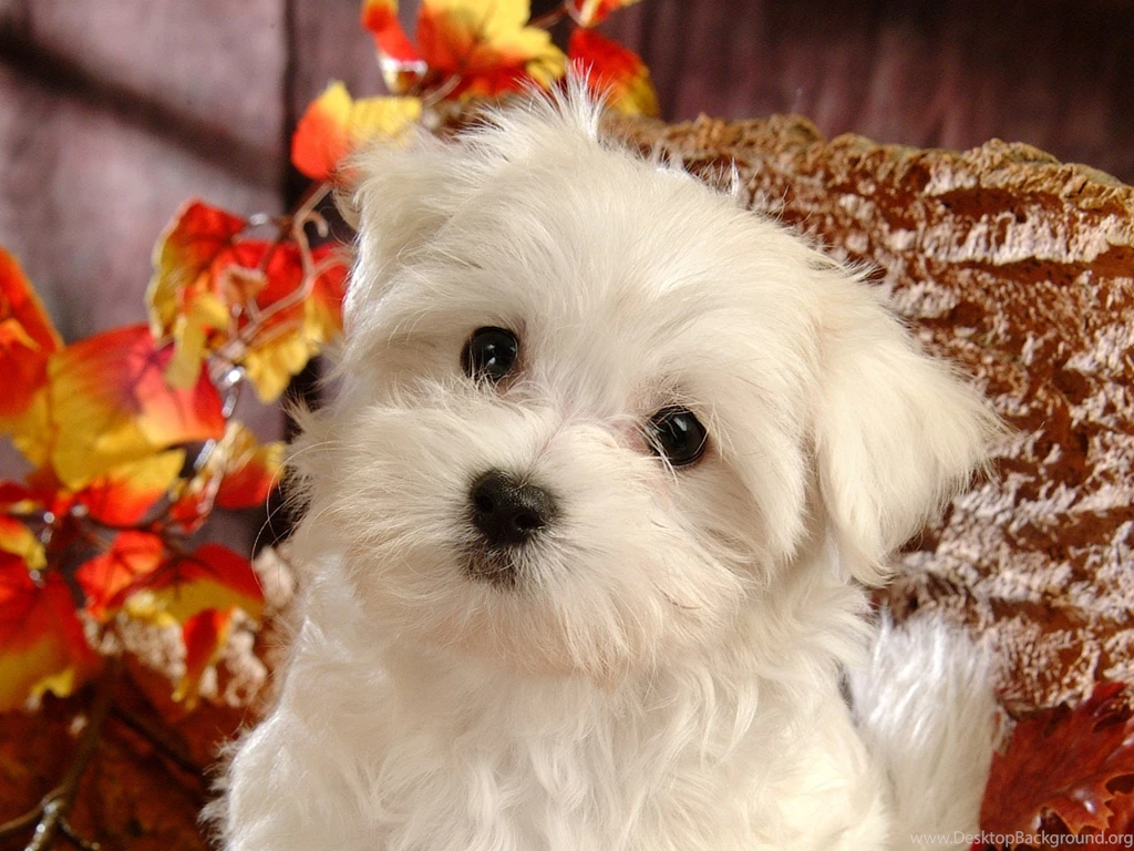 Fluffy Maltese Puppy Dogs   White Maltese Puppies Wallpapers ...