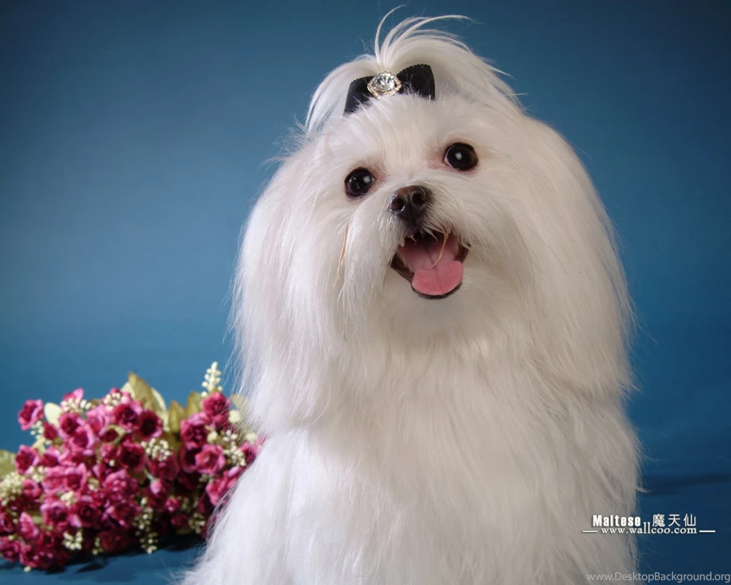 Maltese Puppies Wallpapers Maltese Pictures 1280x1024 NO.6 ...