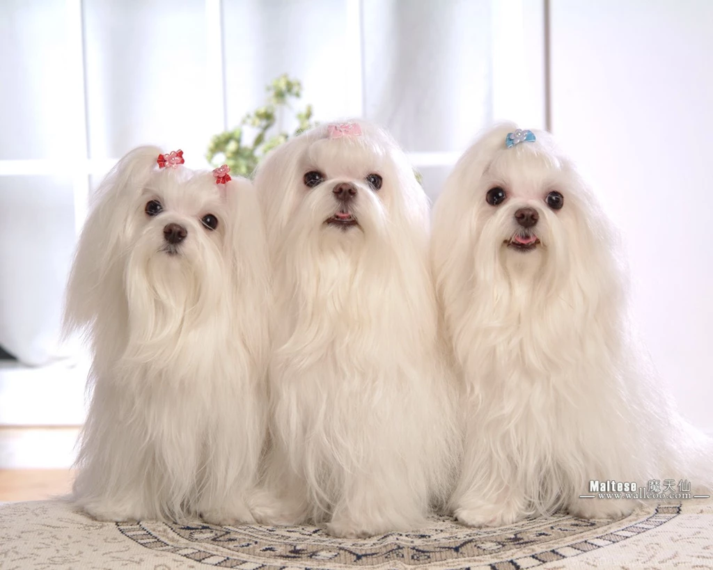 Maltese Wallpapers Pets Cute And Docile