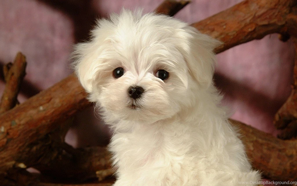 Maltese Wallpapers HD Download