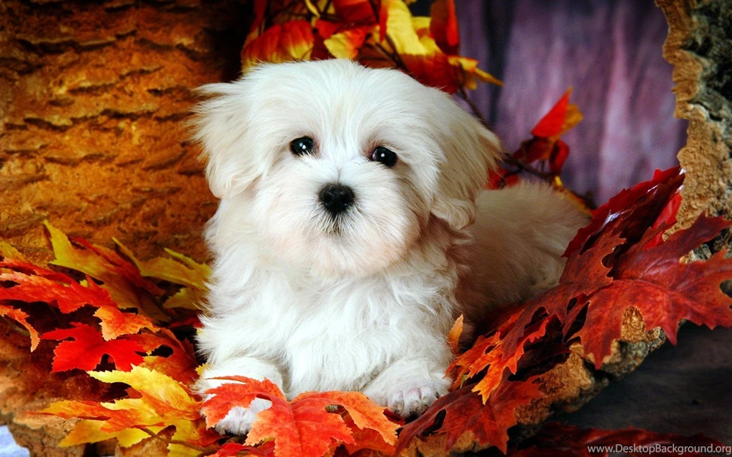 Fluffy Maltese Puppy Dogs White Maltese Puppies Wallpapers ...