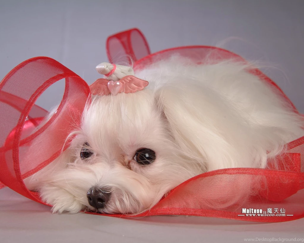 Maltese Puppies Wallpapers Maltese Pictures 1280x1024 NO.8 ...