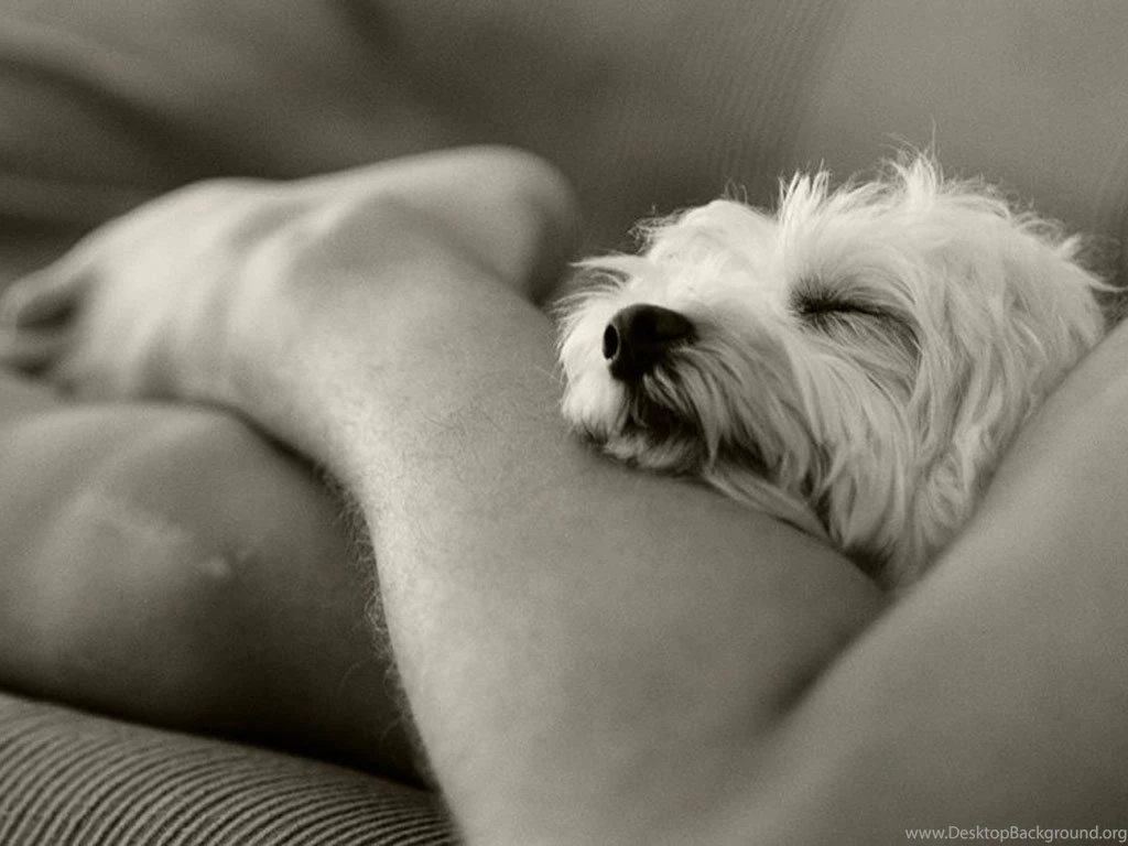 Maltese Wallpaper Images