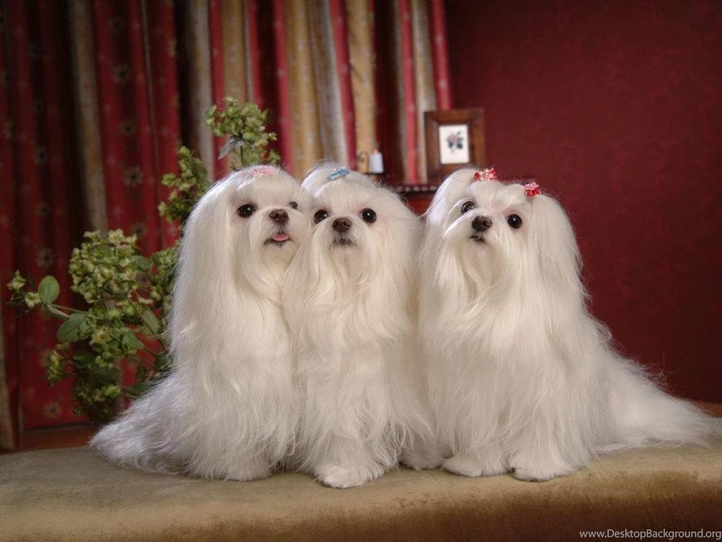 Maltese Maltese Wallpapers (14402952) Fanpop
