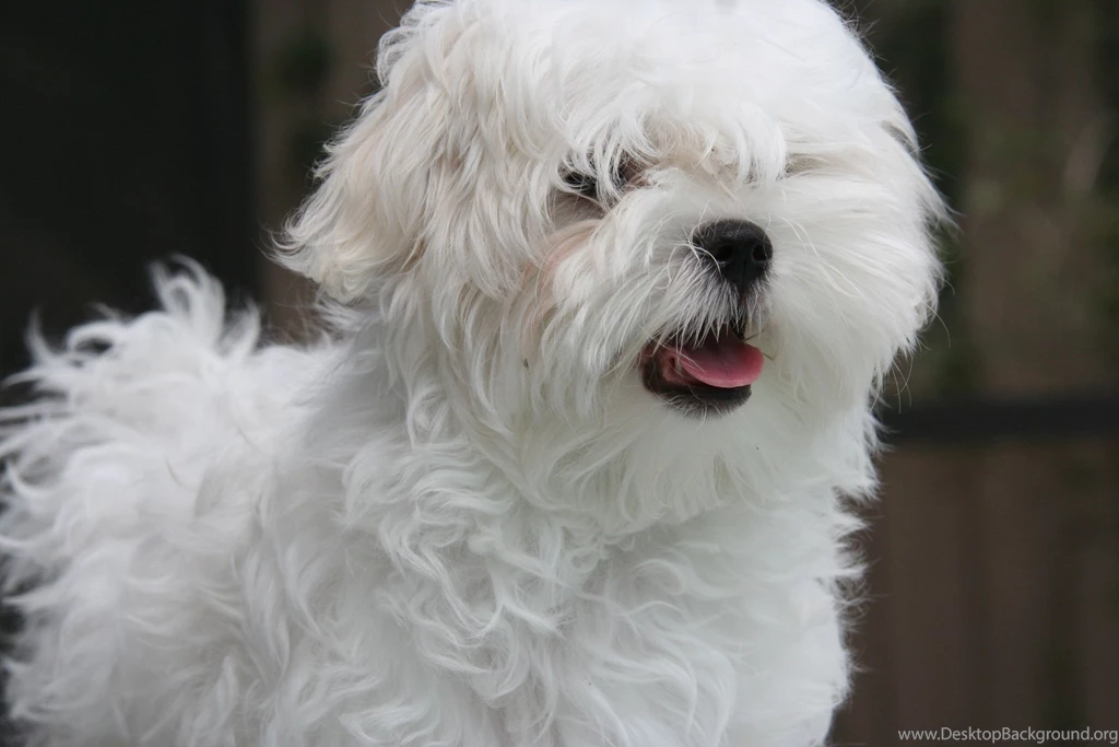 Cute, White, Maltese, Dog, High, Resolution, Wallpaper, Desktop ...