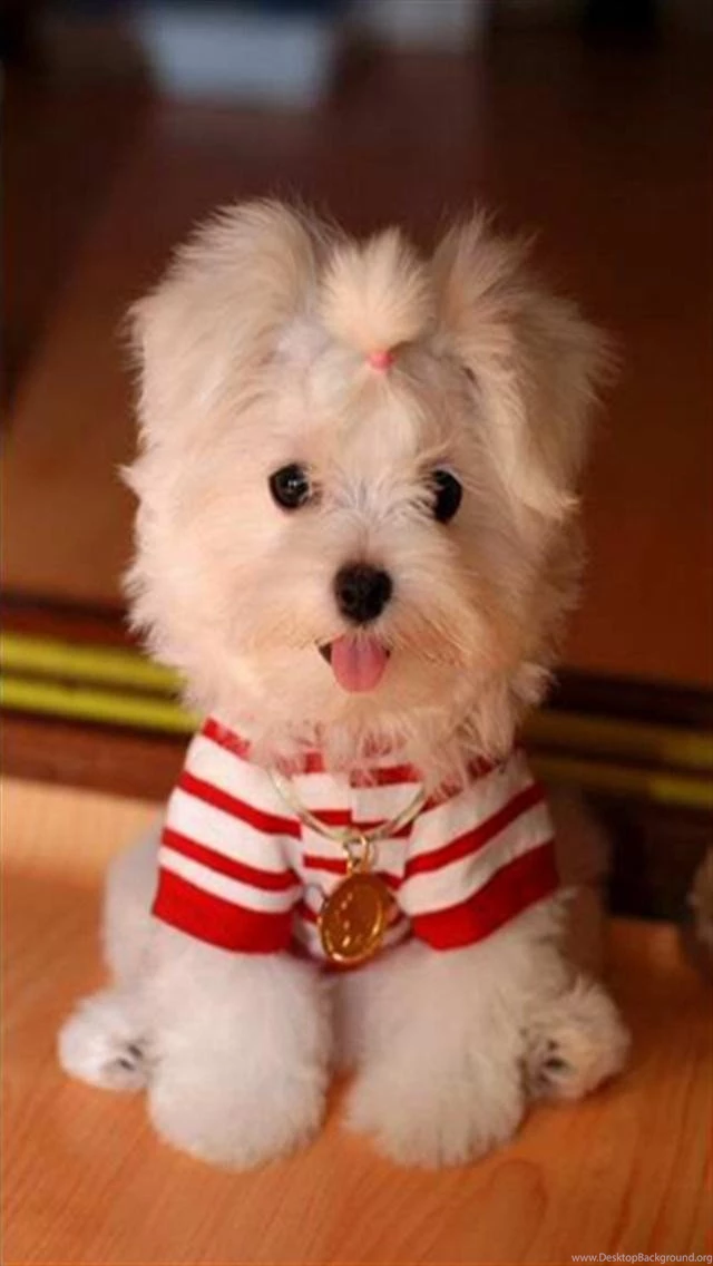Maltese Animal iPhone Wallpapers, iPhone 5(s)/4(s)/3G Wallpapers