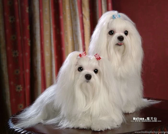 White Maltese Puppy With Silky White Hair Wallpapers 24   Wallcoo.net